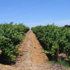 Weingut
