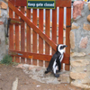 Am Boulders Beach