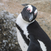Am Boulders Beach