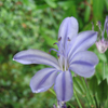 Kirstenbosch Botanical Garden