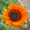 Kirstenbosch Botanical Garden