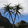 Kirstenbosch Botanical Garden