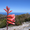 Auf dem Tafelberg