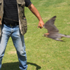 Falke im Sturzflug