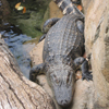Cango Wildlife Ranch