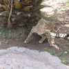 Cango Wildlife Ranch