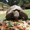 Cango Wildlife Ranch
