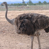 Safari Show Farm